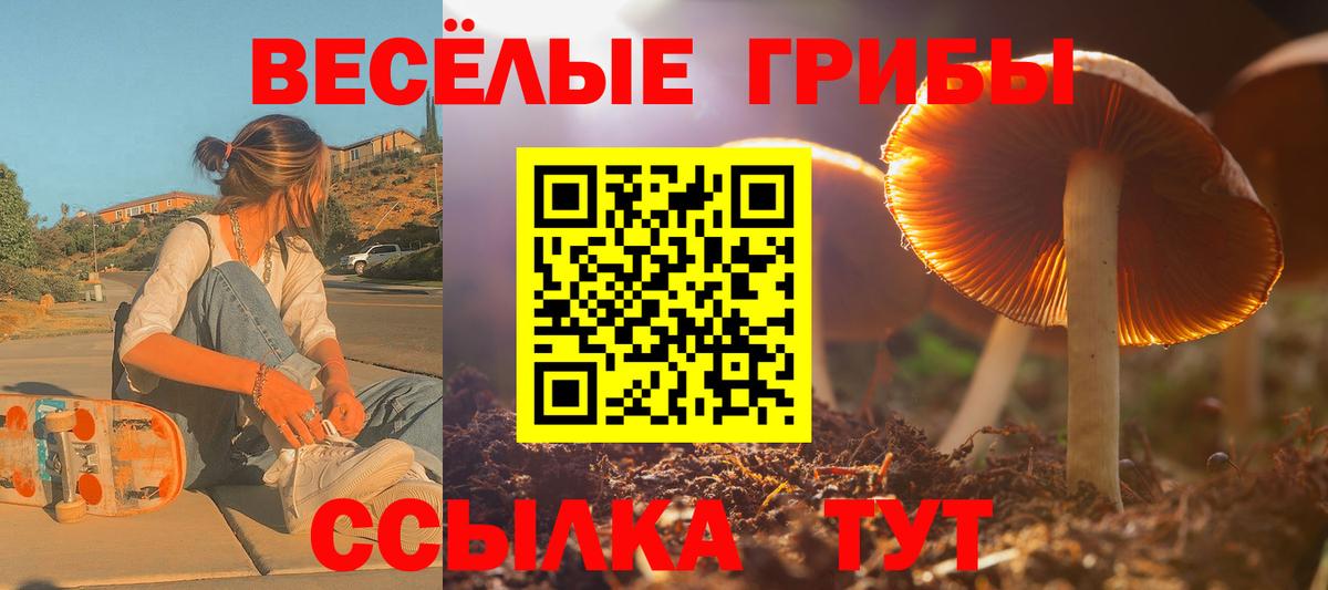 Галлюциногенные грибы Psilocybe Вологда